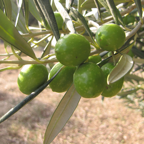 Olive de table de Provence et ses AOP